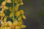 Loomis' yellow loosestrife